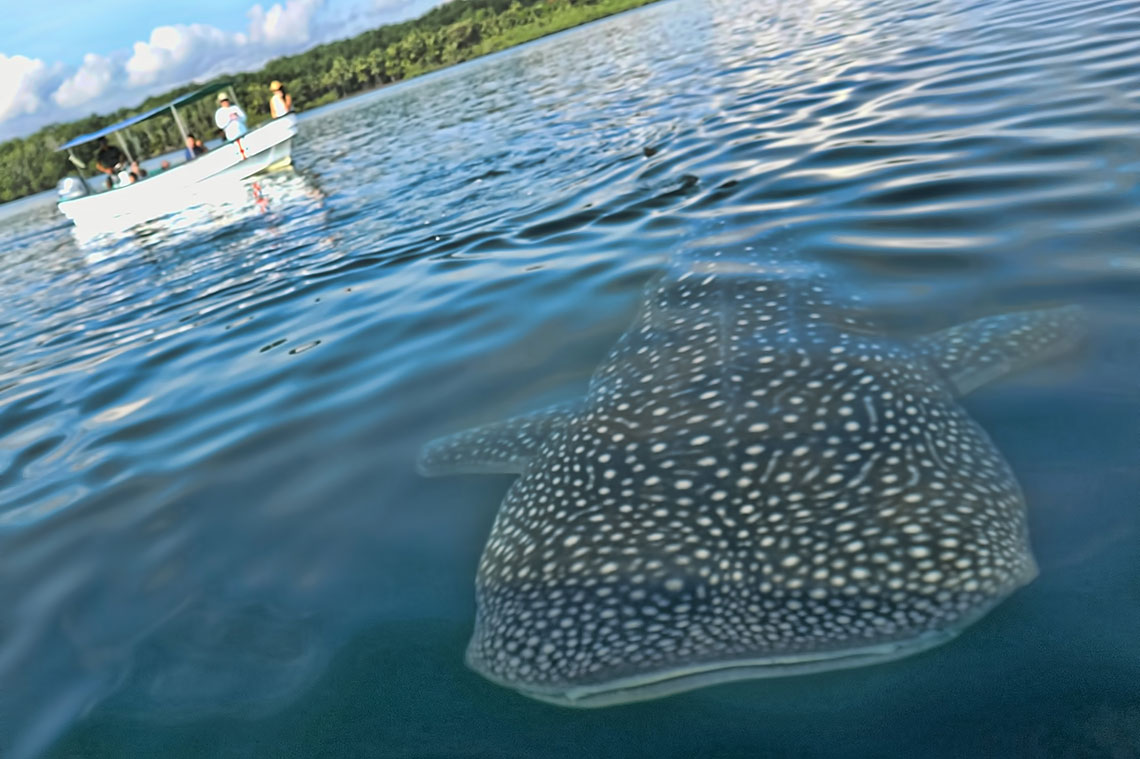 Costa Rica Whale Shark Osa Peninsula