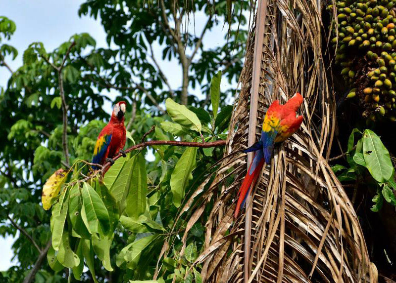 Costa Rica Scarlet Macaws